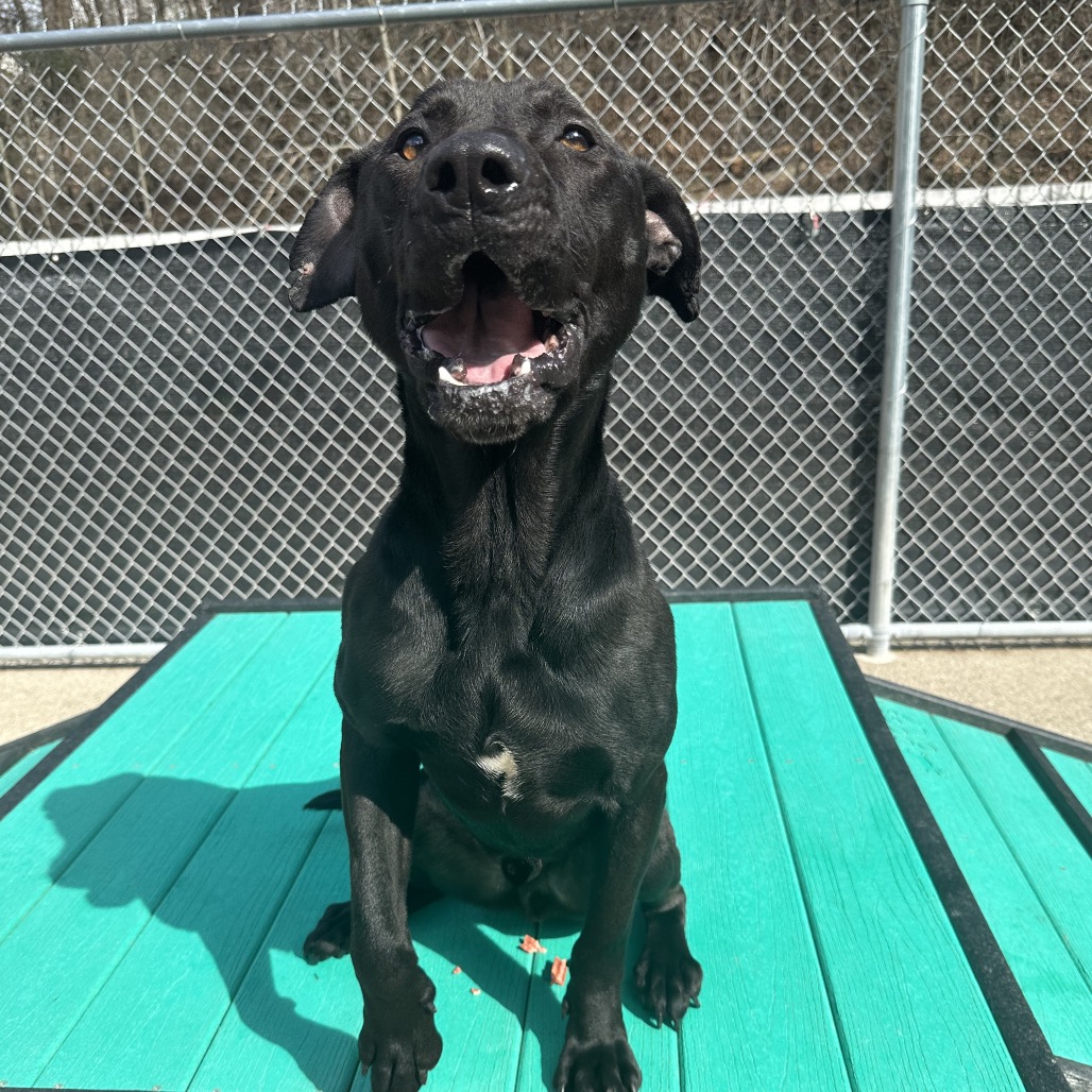 Shmooter — thumbnail 3