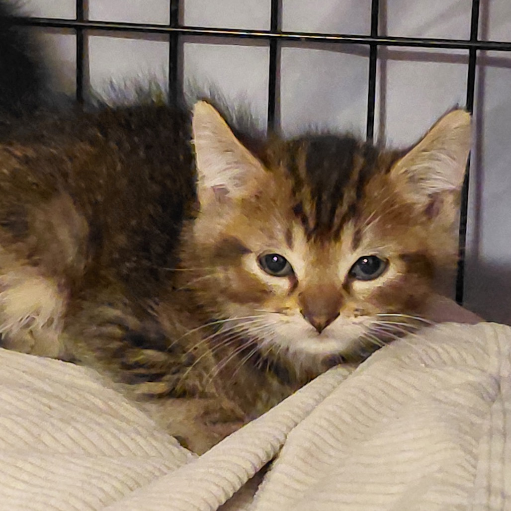 ABRA - Domestic Longhair available for adoption