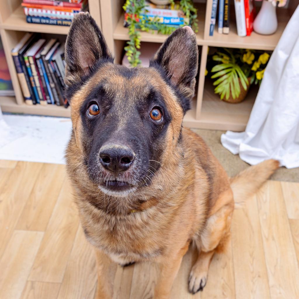 Wolfgang, photo 2