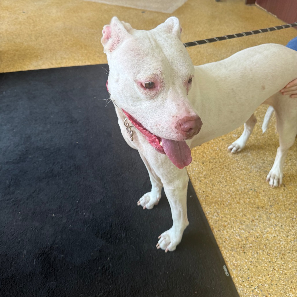 NALA - Terrier / American Pit Bull available for adoption