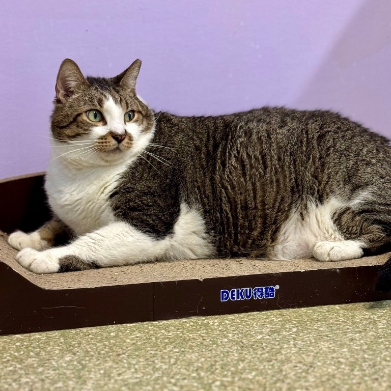 Close-up photo of Stinker