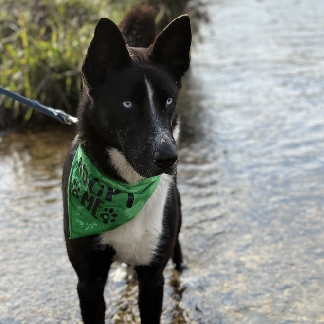 Abby — thumbnail 2