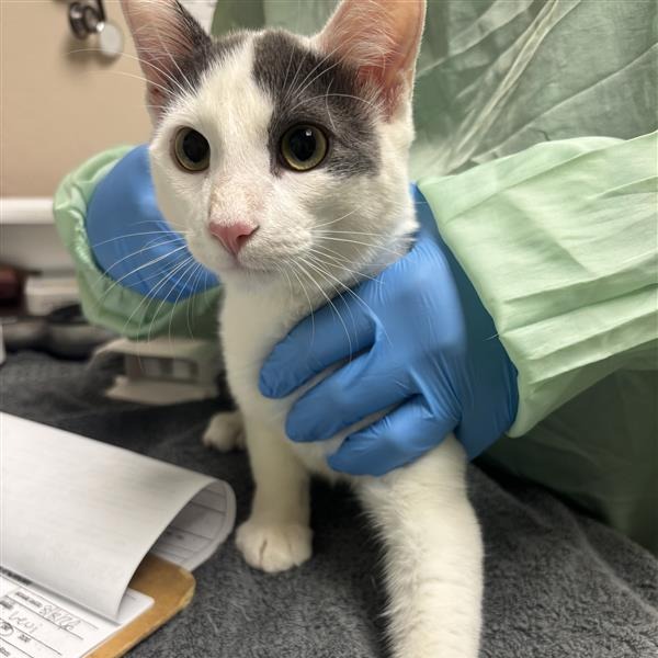 LEVI - Domestic Shorthair available for adoption
