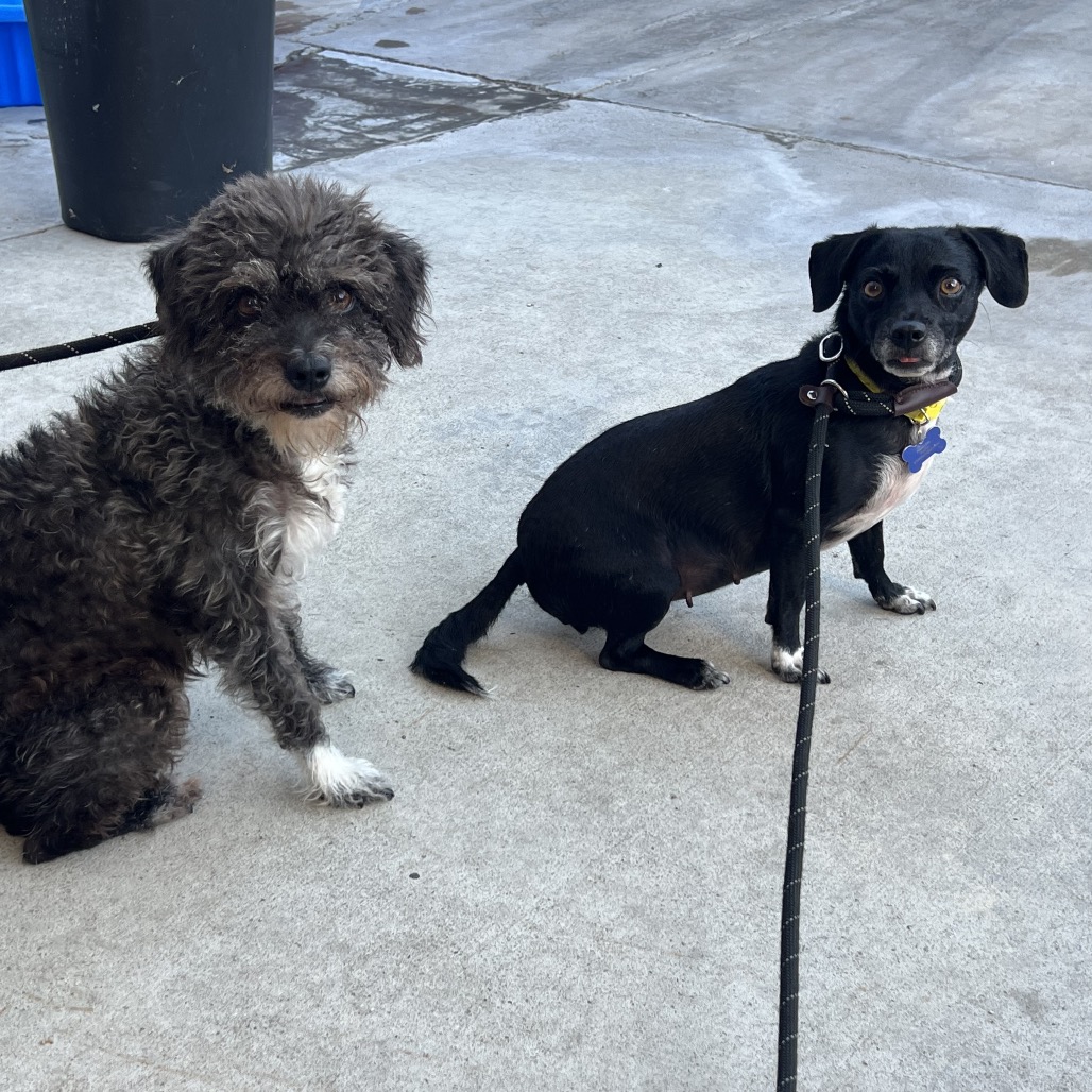 Star (bonded with Twinkle) - Costa Mesa Location, photo 29