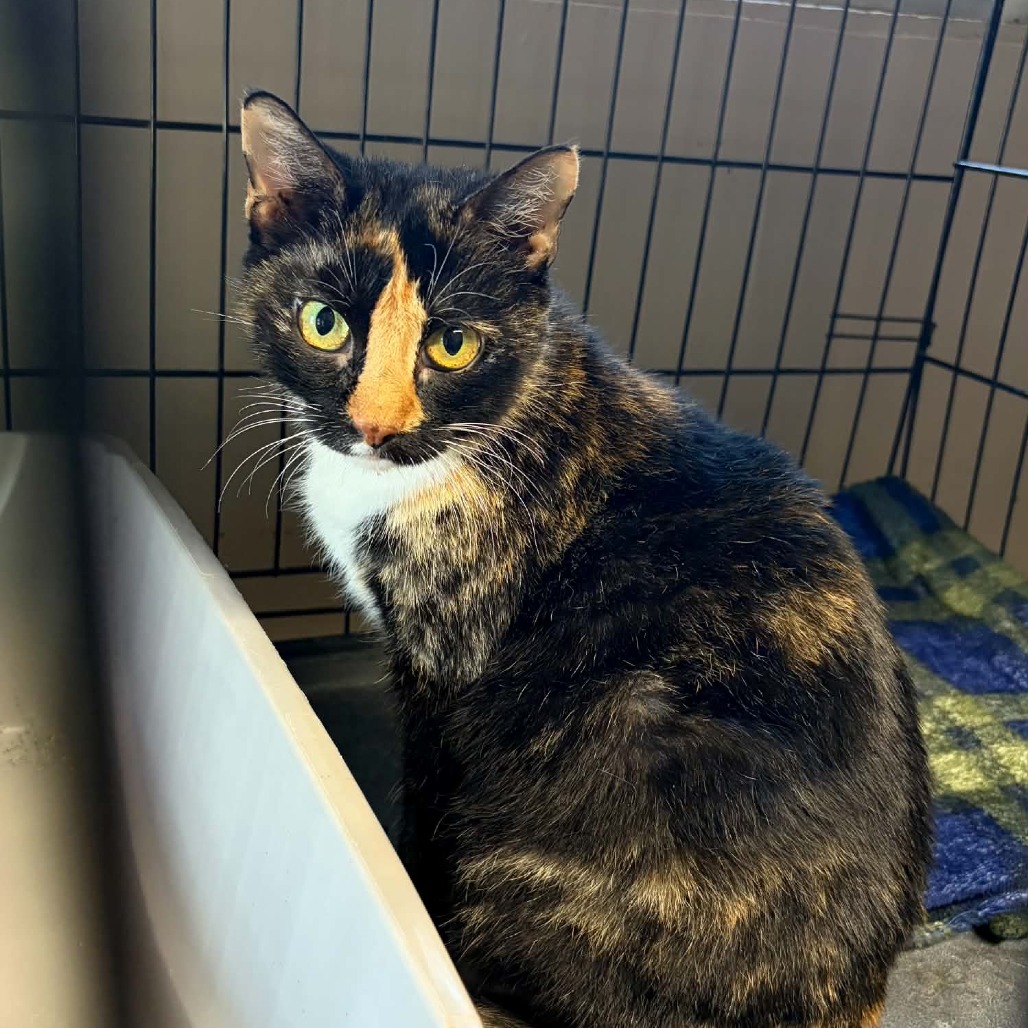 MANDY - Domestic Shorthair / Mix for adoption in Hattiesburg