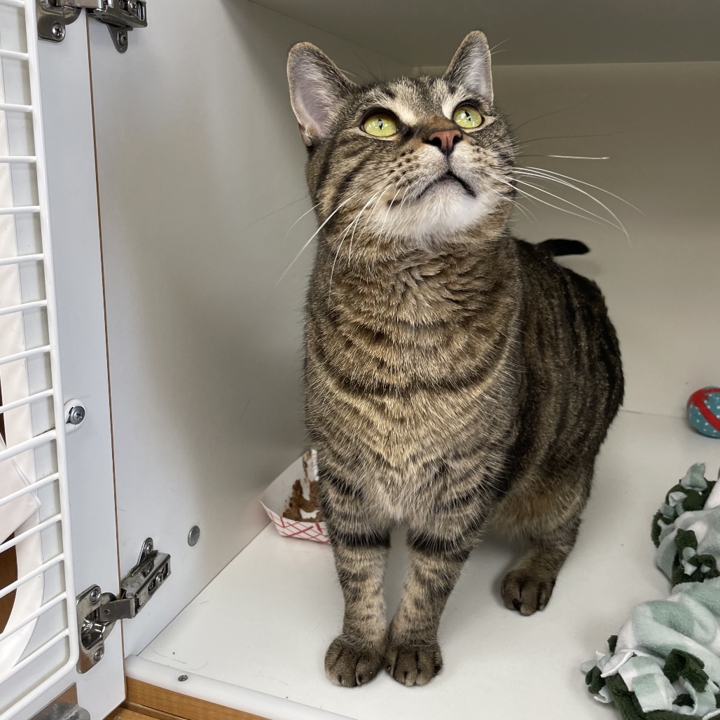 Vingthor — thumbnail 5