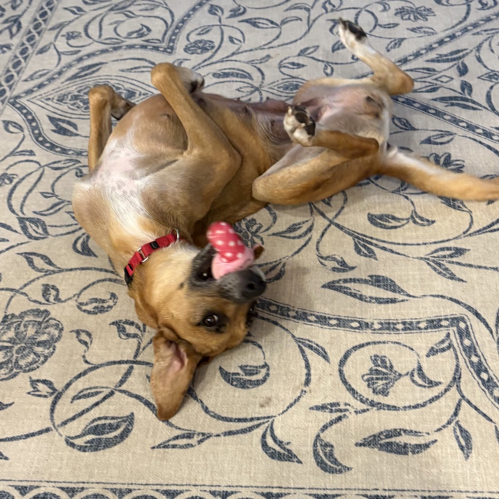 Cammie, photo 8