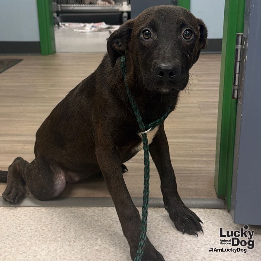 DINA - Retriever, Labrador / Dachshund available for adoption