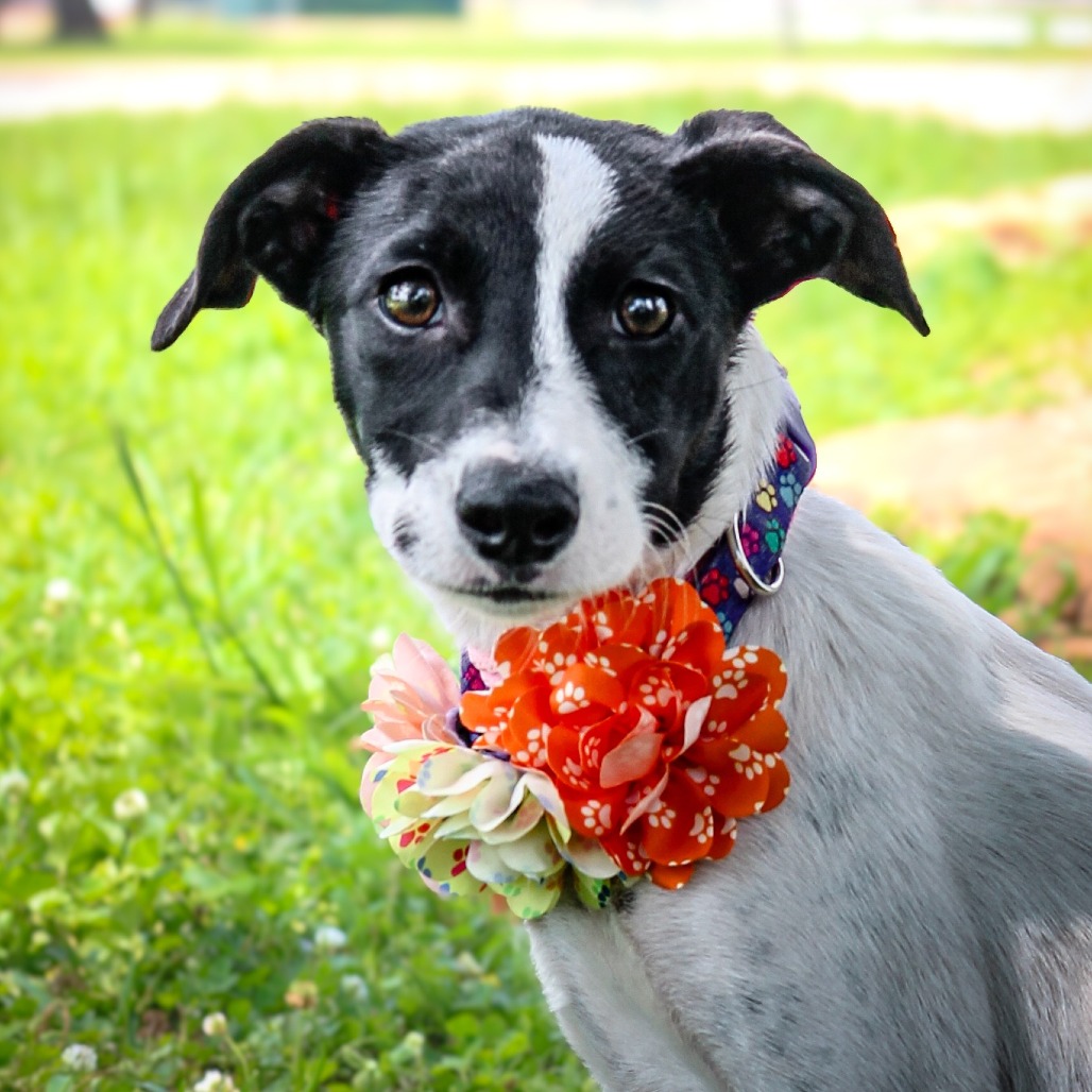 Curly, an adoptable dog at SPCA-BC
