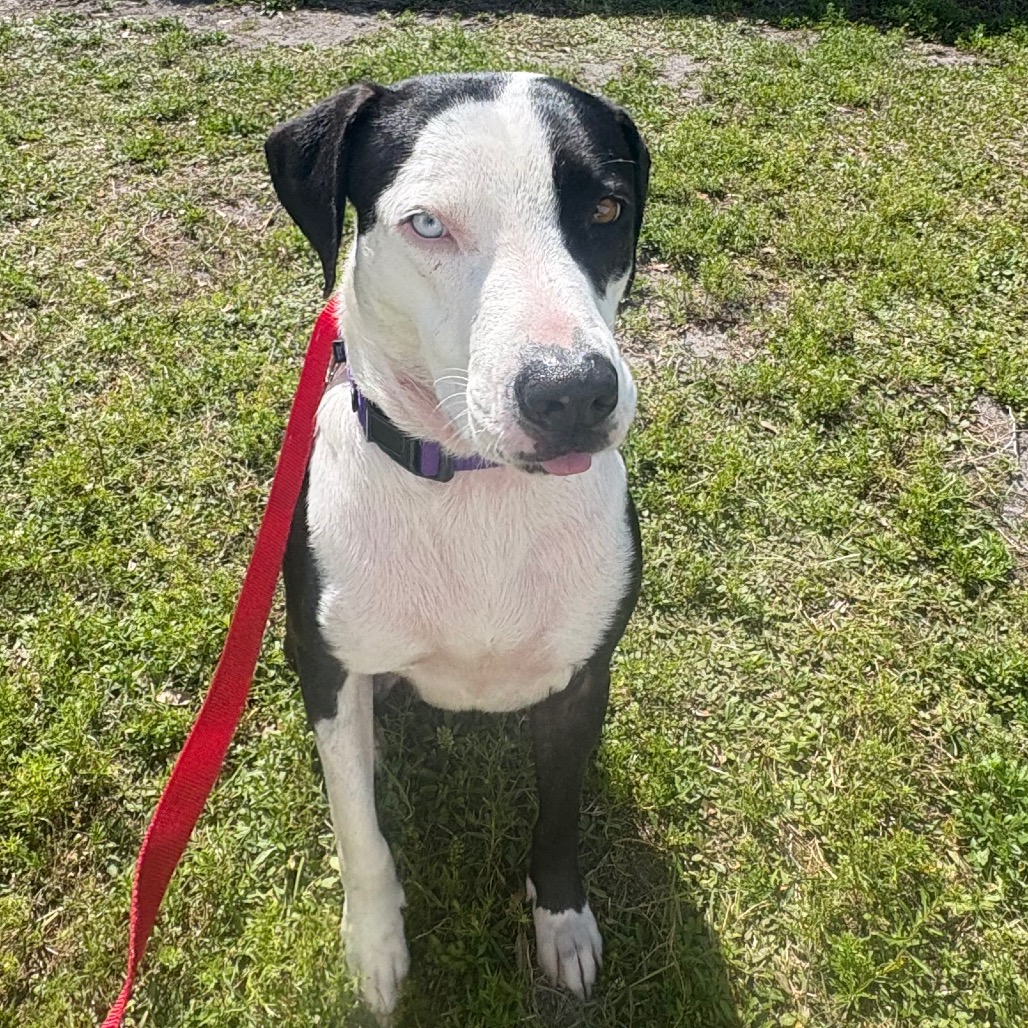 Rex 💎 is available for adoption at Humane Society of Sarasota County