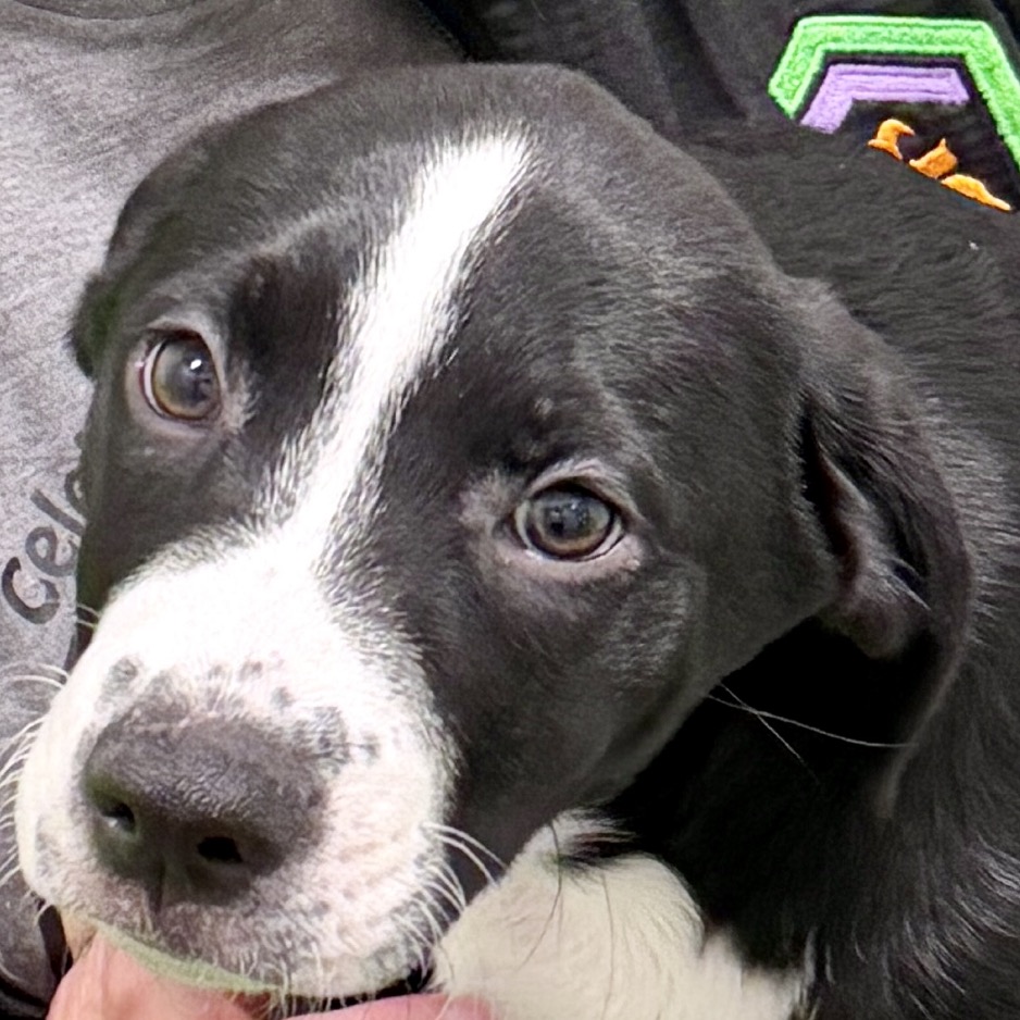 WHISK - Mixed Breed (Medium) available for adoption