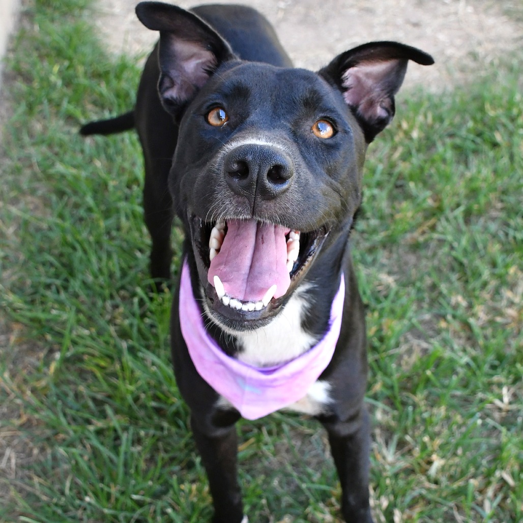JUNIE B - Retriever, Labrador / Terrier, Pit Bull available for adoption
