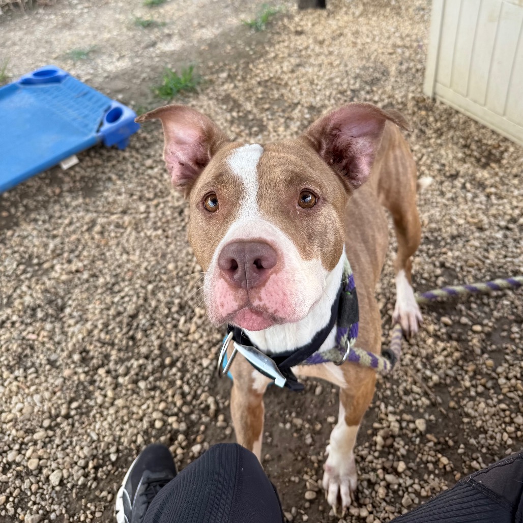 Tanka — thumbnail 3