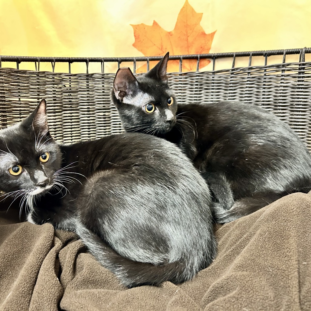 CAPTAIN HOOK - Domestic Shorthair for adoption in Henderson