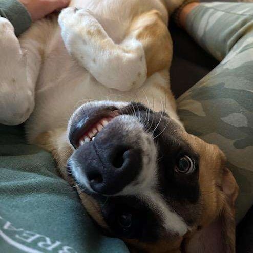 Marmaduke, photo 5