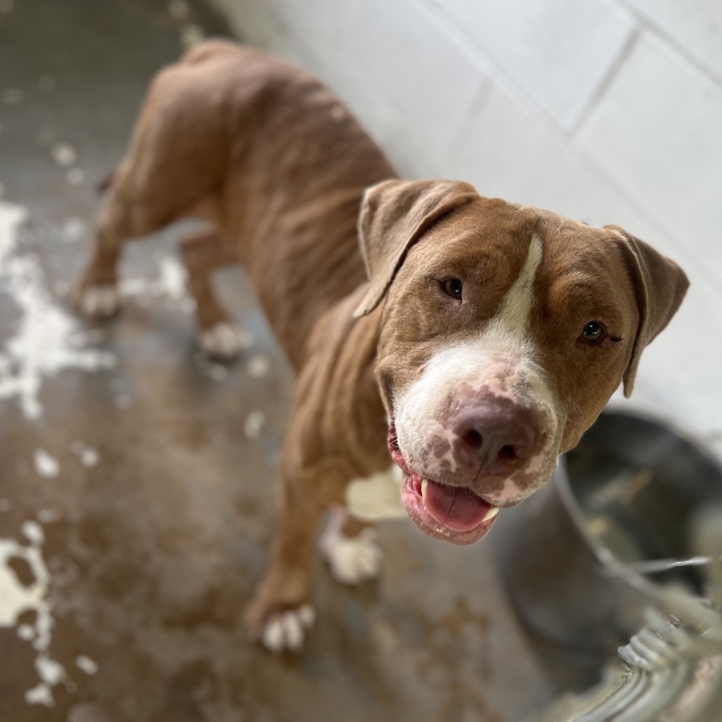 Pinto Bean , available for adoption at PVAS