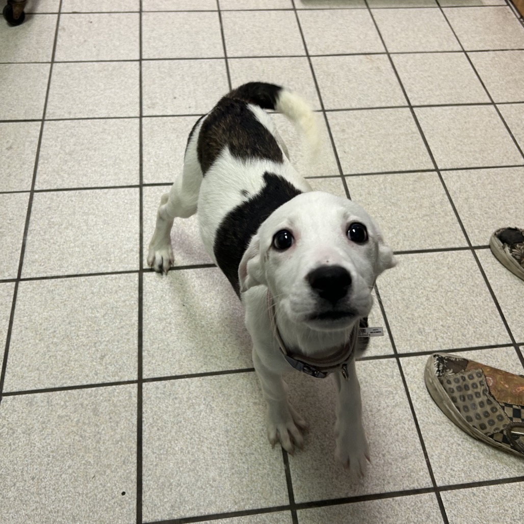 Millie — thumbnail 4