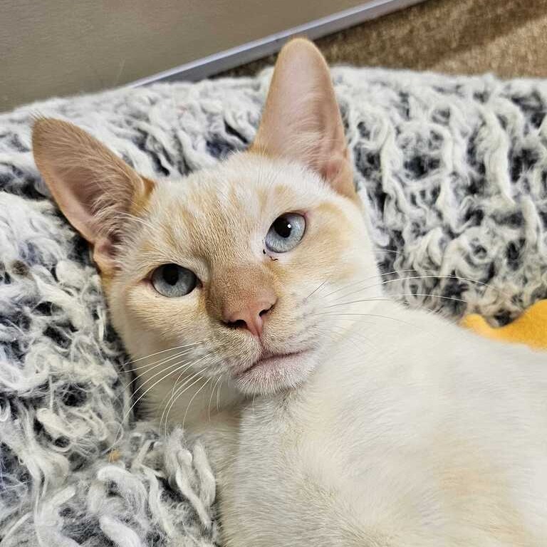 GOUDA - Domestic Shorthair available for adoption