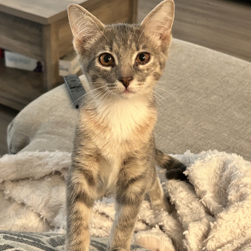 COVE - Domestic Shorthair available for adoption