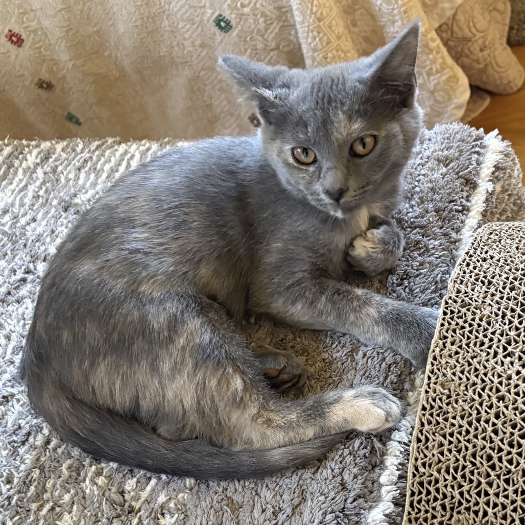 Perla