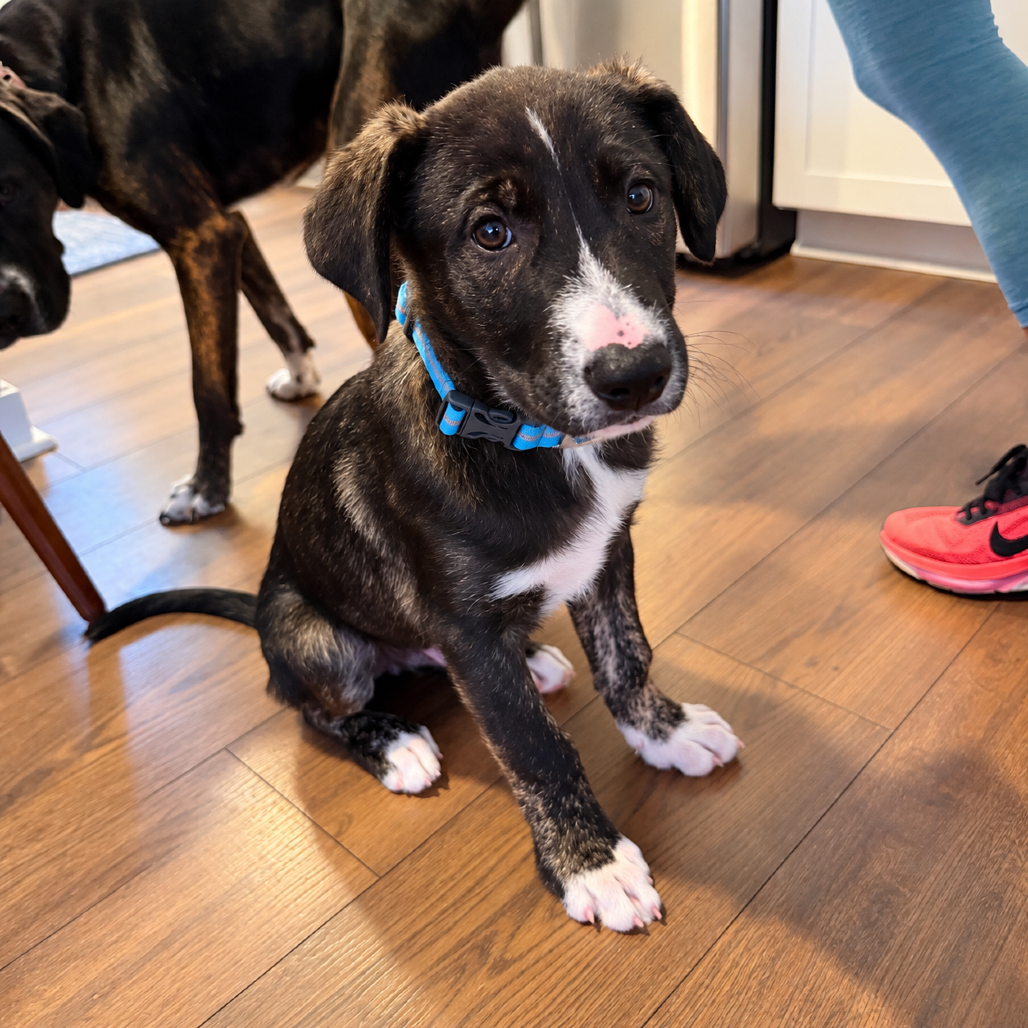 KODI - Pyrenees, Great / Shepherd, Australian available for adoption