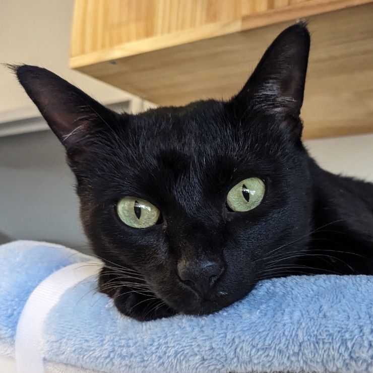 Taro - Domestic Shorthair