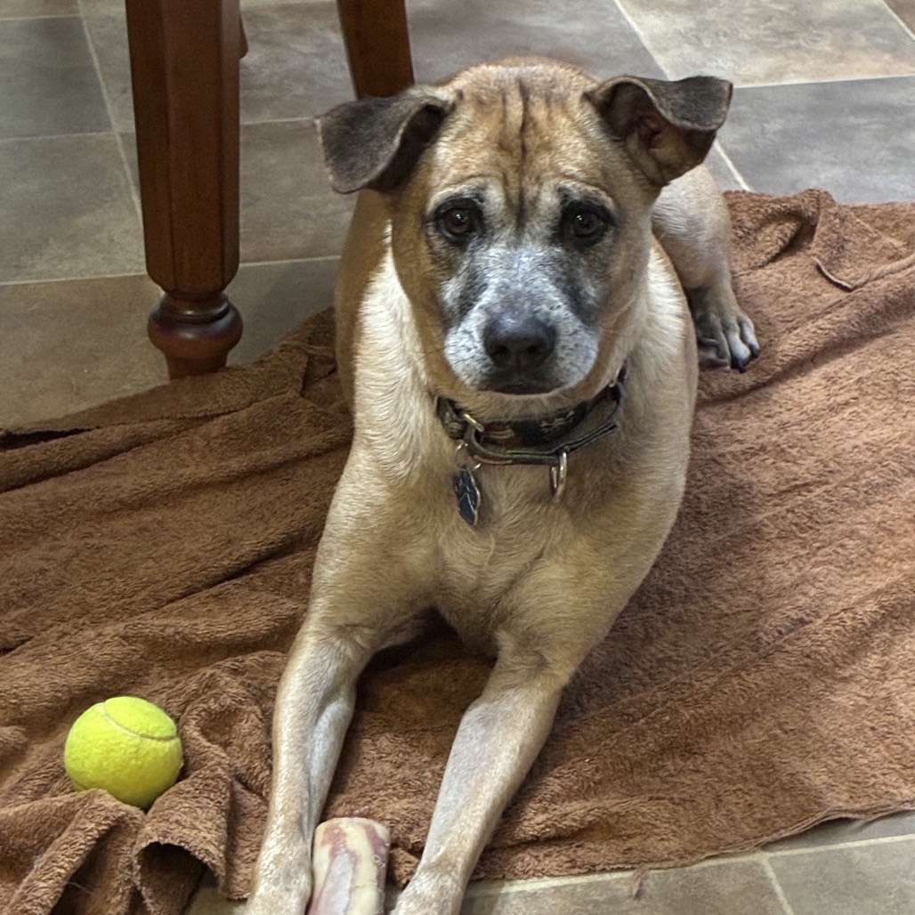 Lassy — thumbnail 5