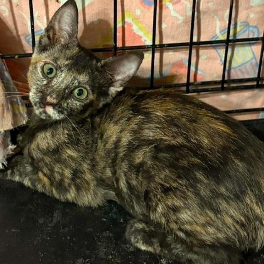 LEAH - Domestic Shorthair / Mix available for adoption