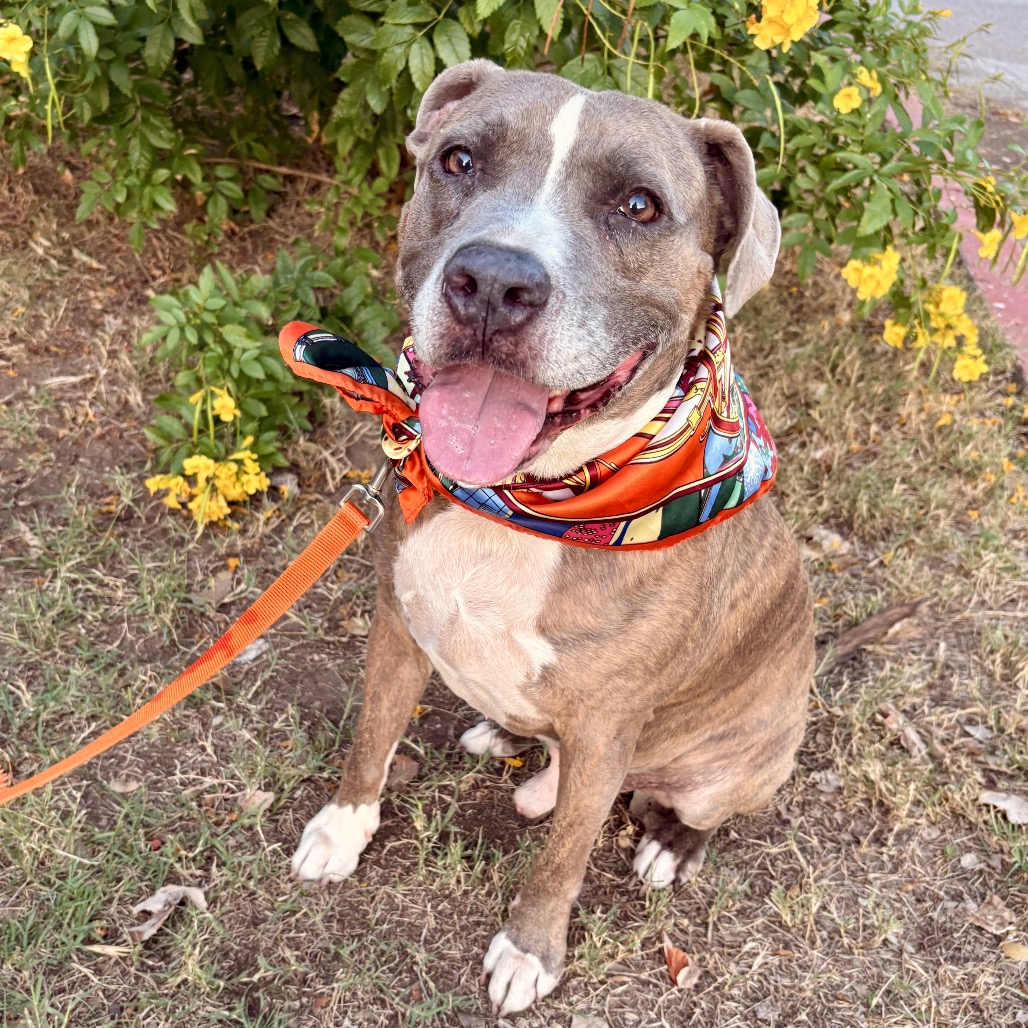 Hugh, adoptable senior dog