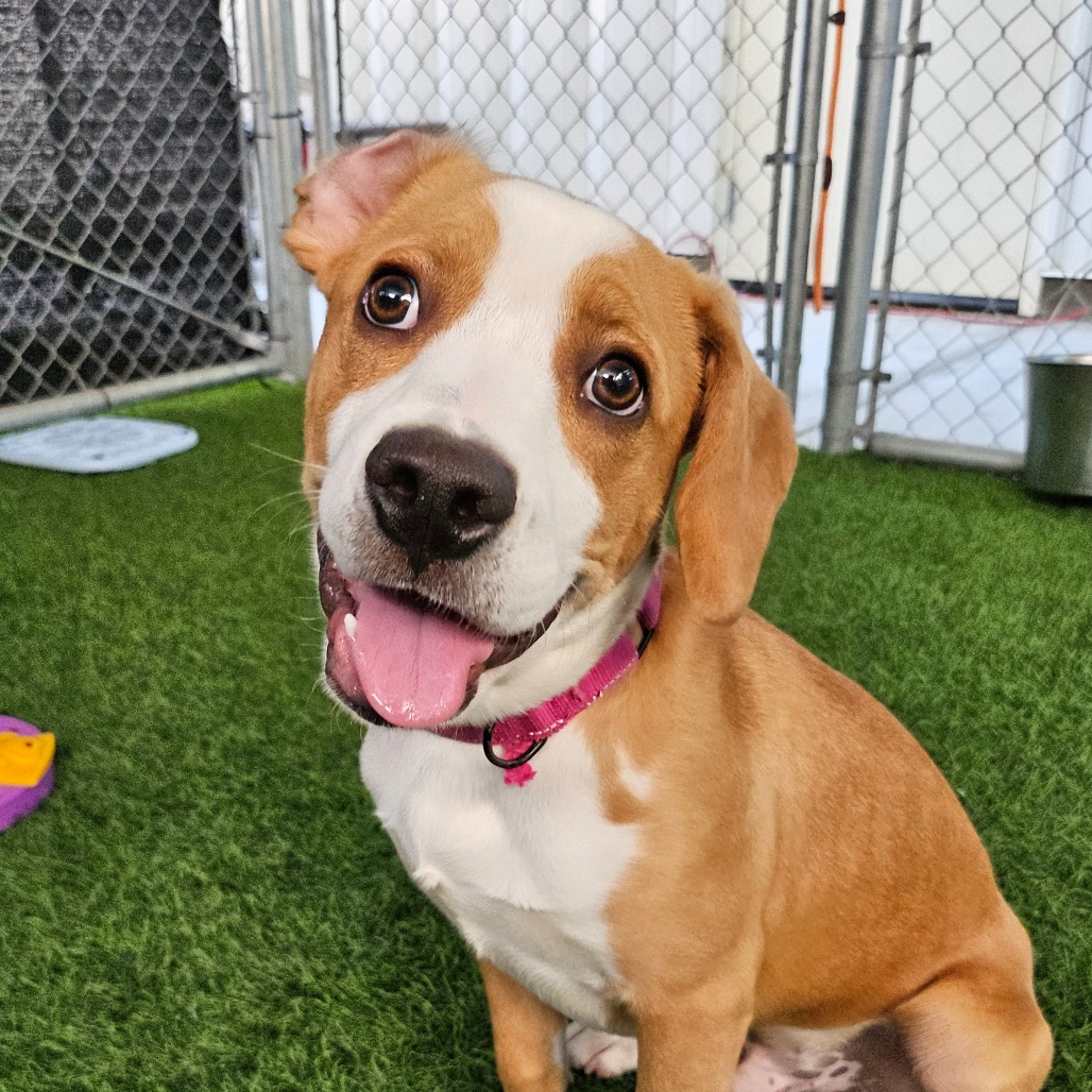 COPPER - Mixed Breed (Medium) available for adoption