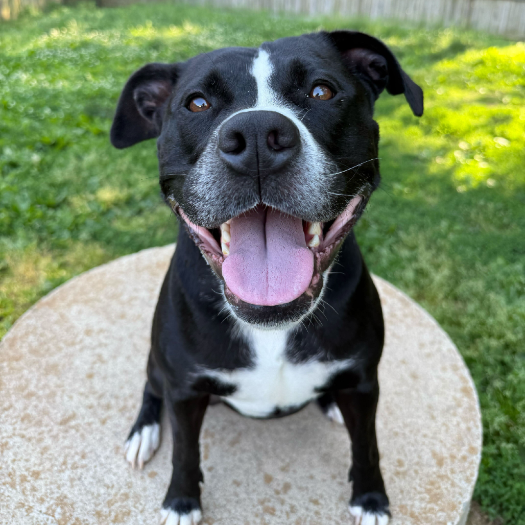 Luna, photo 29