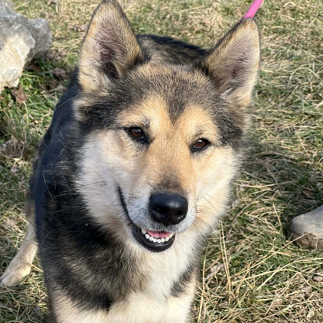 Jasper — thumbnail 6