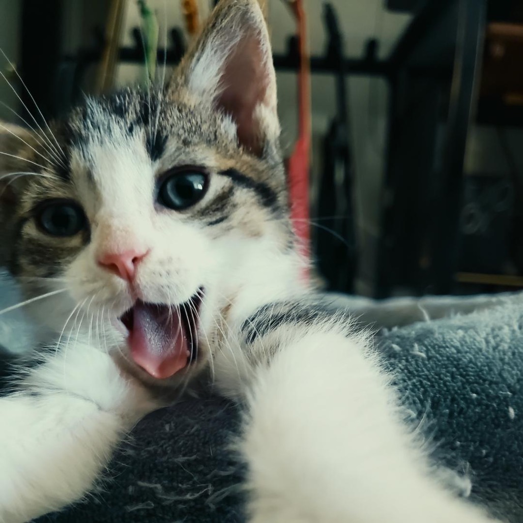 NORMAN - Domestic Shorthair available for adoption
