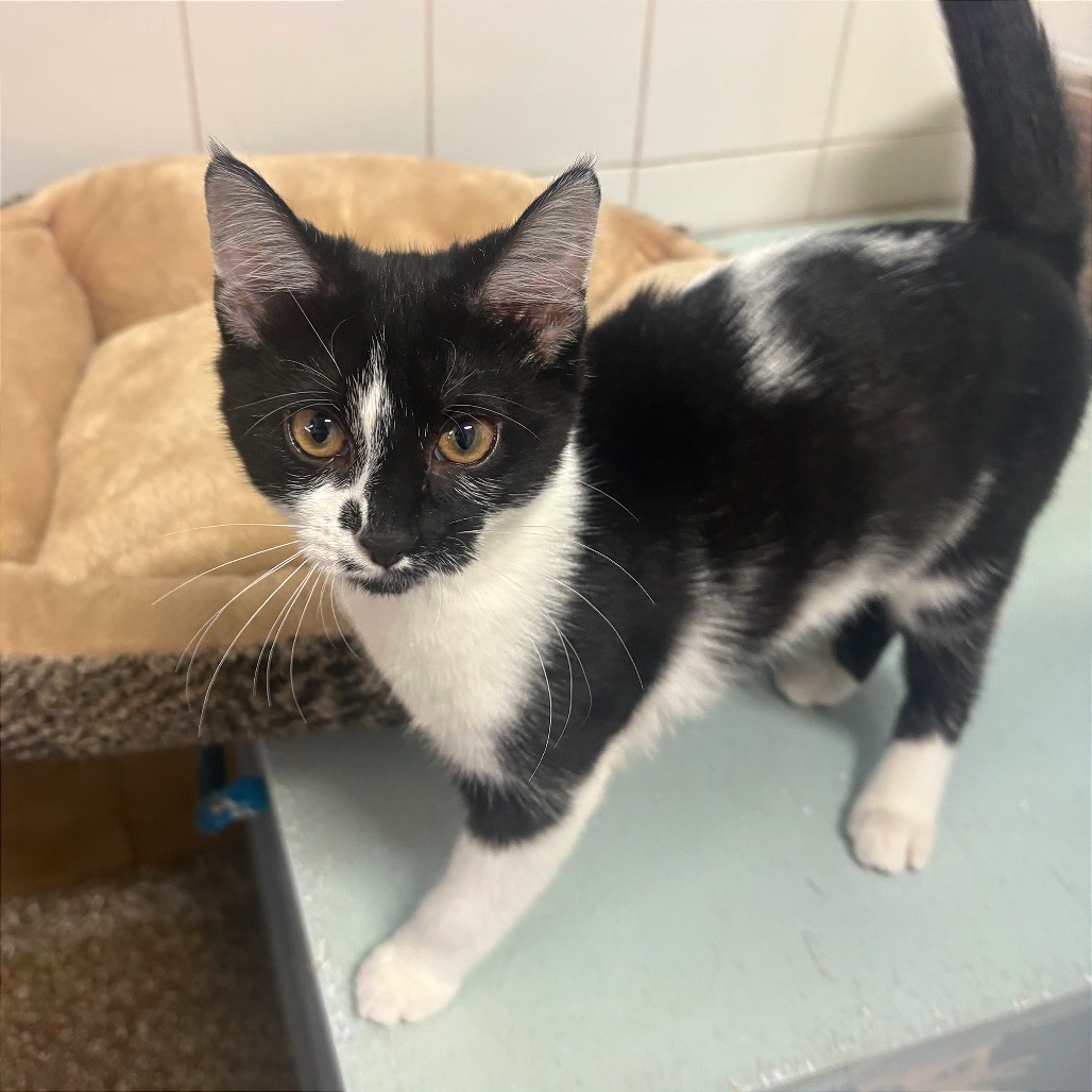 TOMATO SOUP - Domestic Shorthair available for adoption