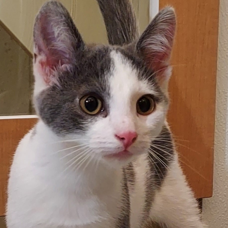 ROAD RUNNER - Domestic Shorthair available for adoption