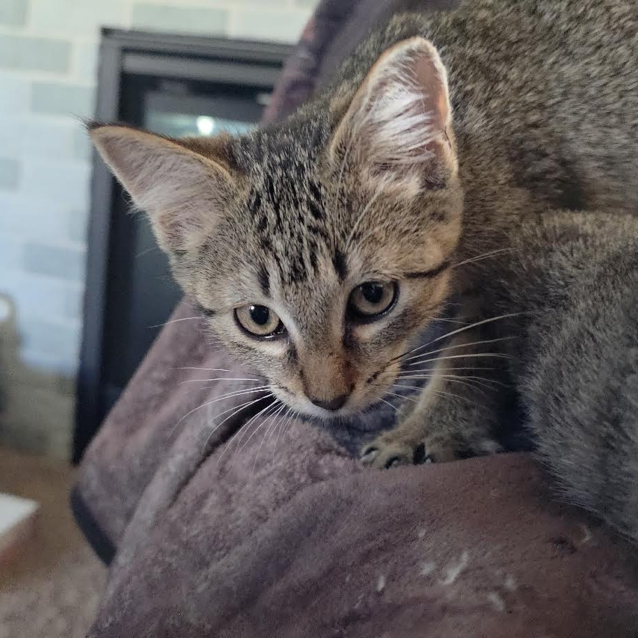 ASTRID - Domestic Shorthair available for adoption