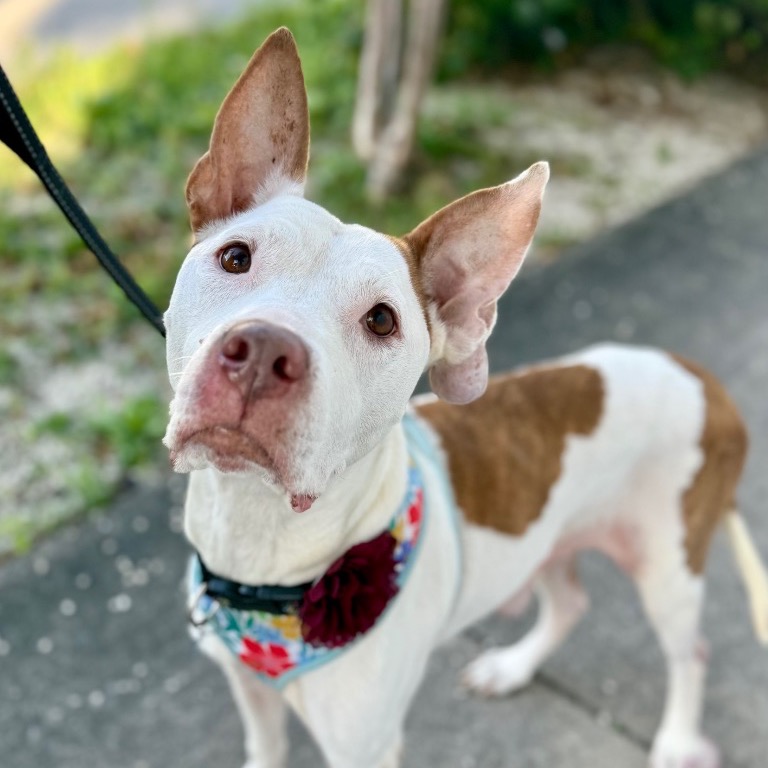 Another portrait of Faith