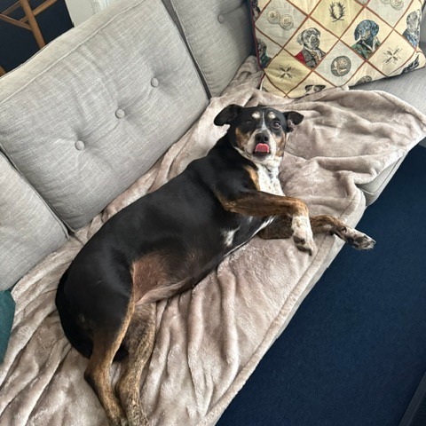 Mocha, photo 18