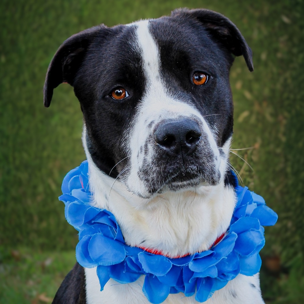 Adonis, an adoptable dog at SPCA-BC