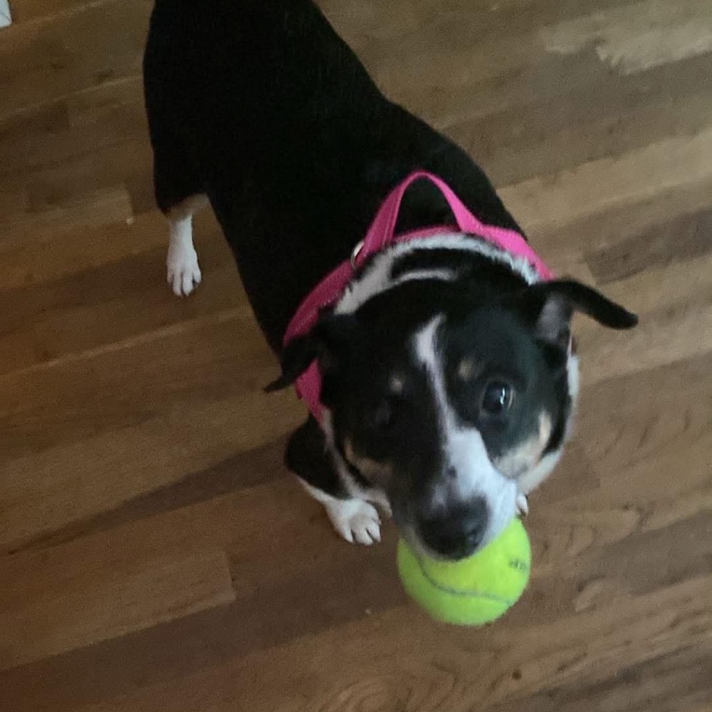 Evie, photo 3
