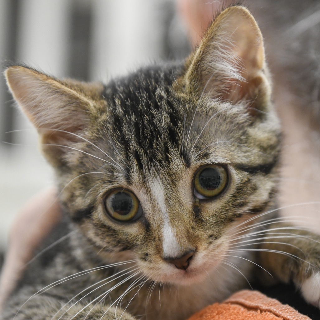 Ume - Domestic Shorthair