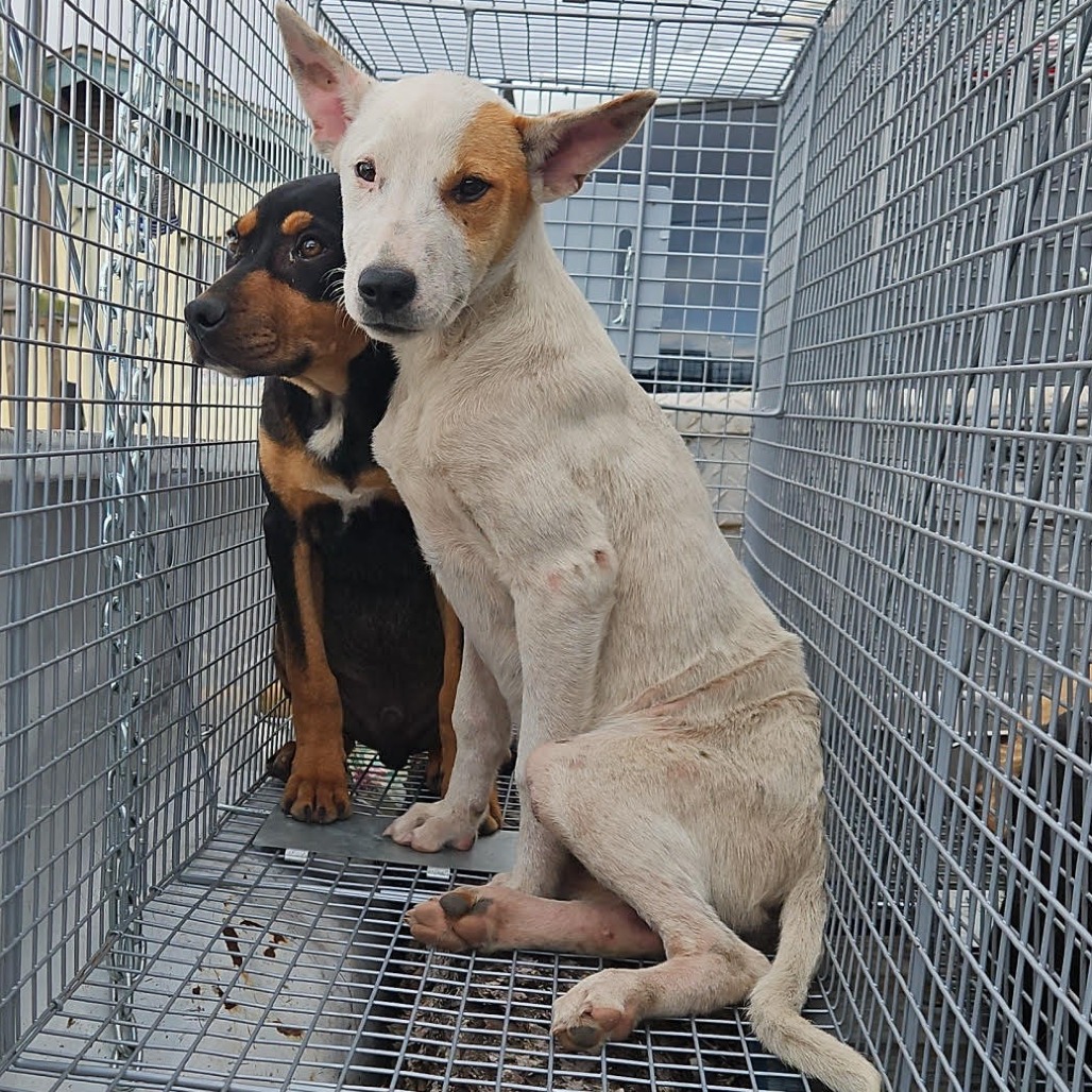 Applejack — thumbnail 11