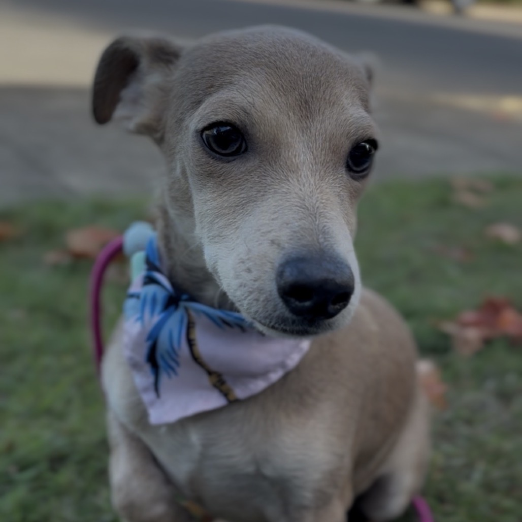 Biscuit, photo 9