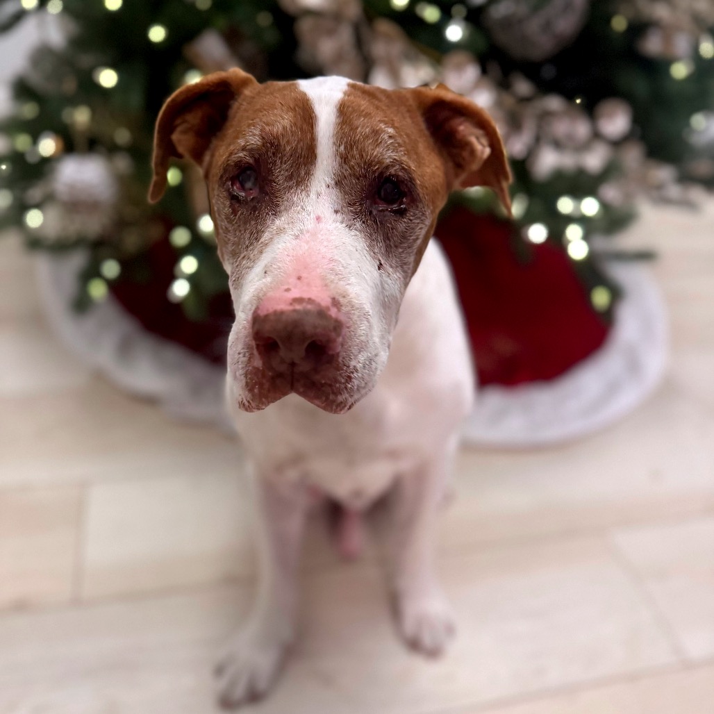 Nilo, adoptable senior dog