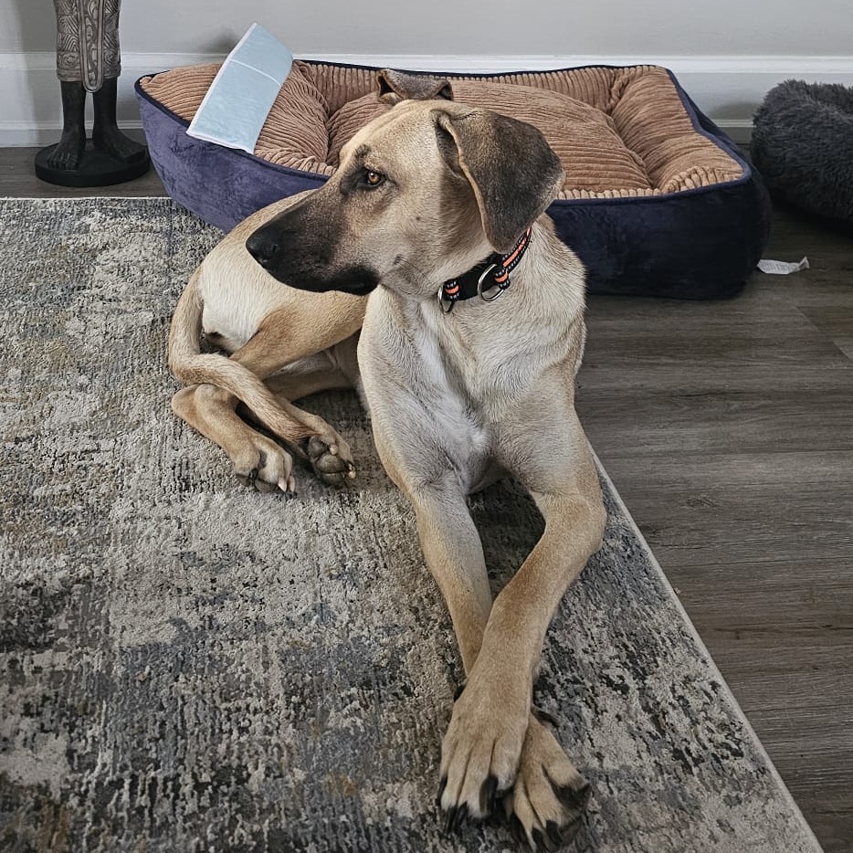 Lola is available for adoption at Burlington Humane Society