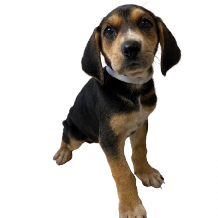 Tusc Stray 83015 2 3