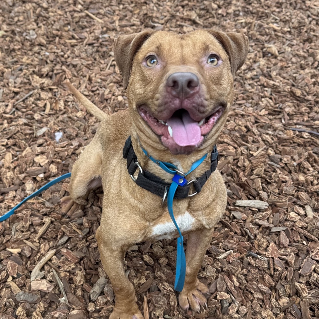 Cashew — thumbnail 4