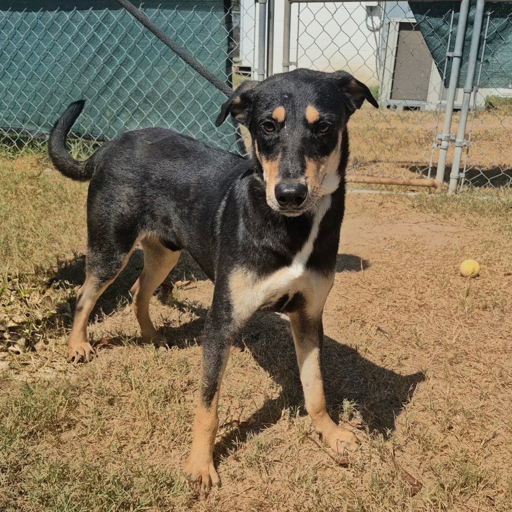 SHAQ - Shepherd / Mix available for adoption