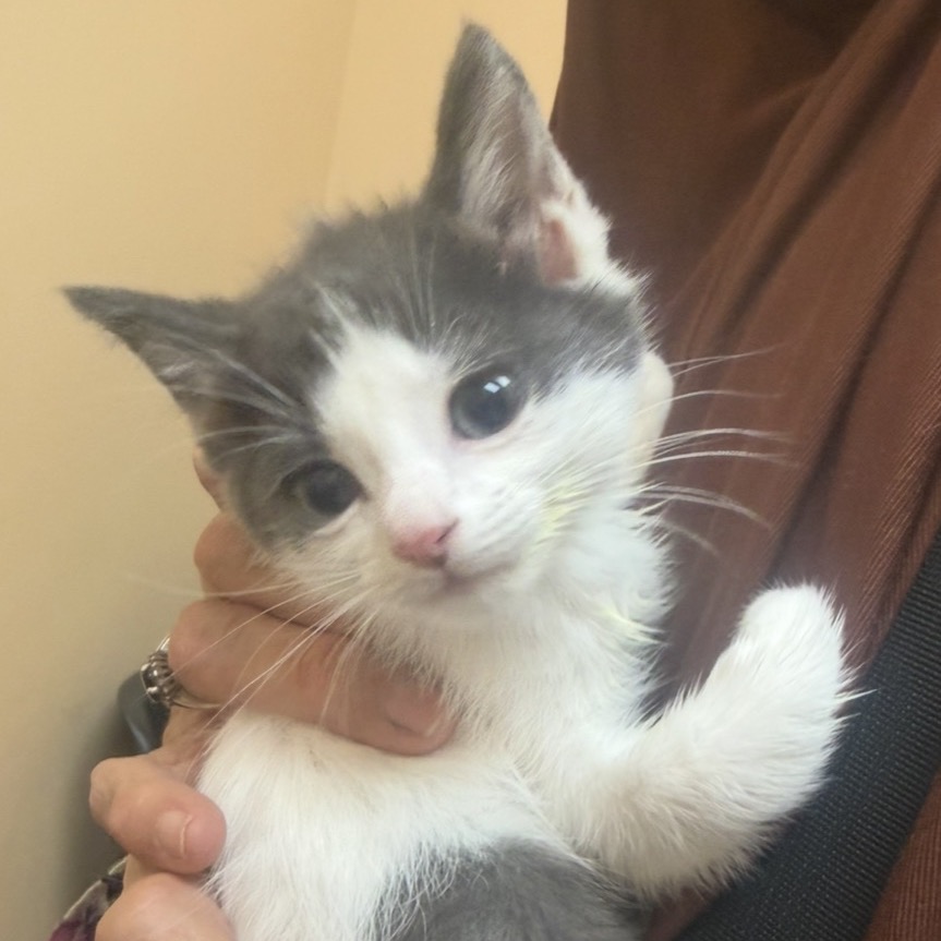 BABY SHOBI - Domestic Shorthair for adoption in Odessa