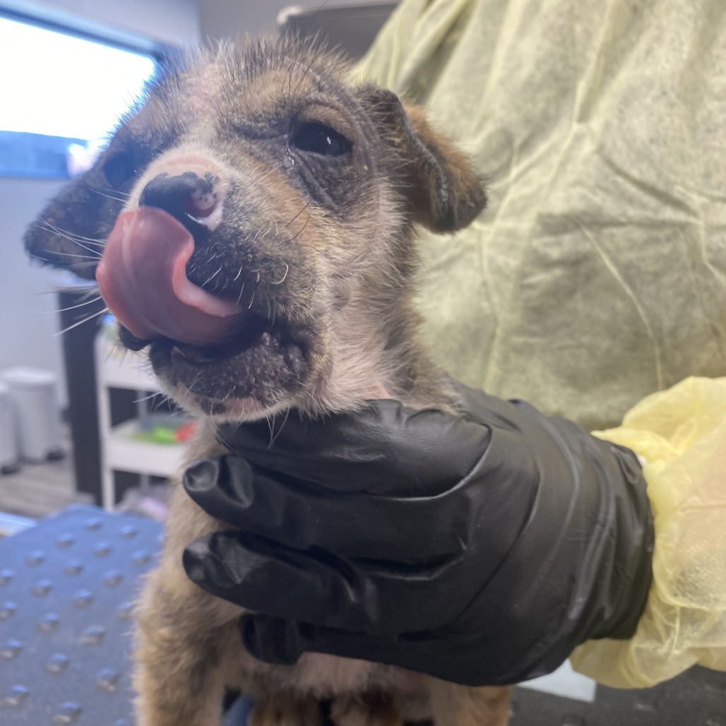 Brioche — thumbnail 2